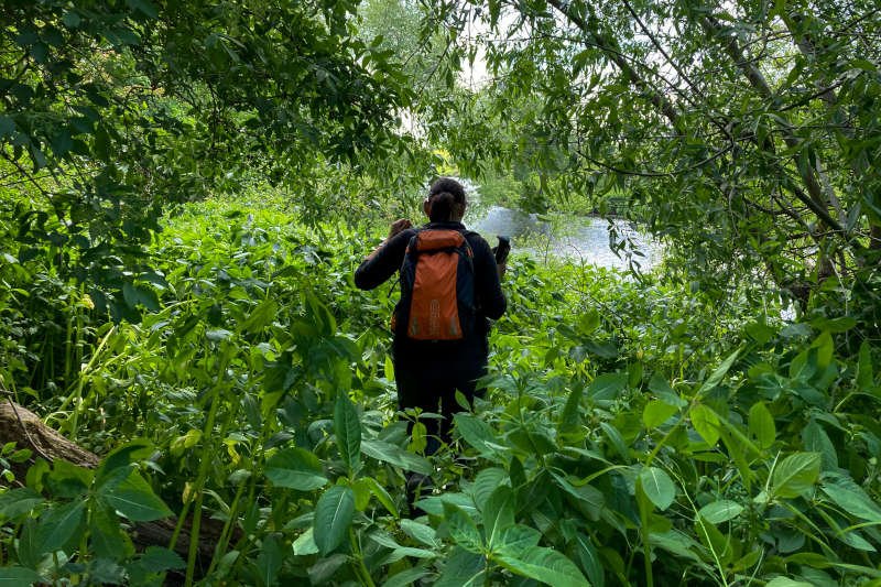 Hiker battling dense undergrowth
